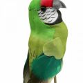 Floristik24 Uccello a fiore, verde pappagallo decorativo 23×4,5×5,5 cm 6 pezzi