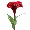 Floristik24 Celosia cristata Hahnenkamm Red 72cm
