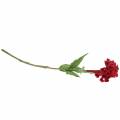 Floristik24 Celosia cristata Hahnenkamm Red 72cm