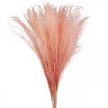 Floristik24 Canna cinese rosa chiaro erba secca Miscanthus H75cm 10p