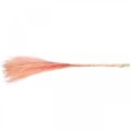 Floristik24 Canna cinese rosa chiaro erba secca Miscanthus H75cm 10p