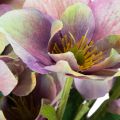 Mazzo di rose natalizie artificiali con fiori viola, 35 cm, 6 pezzi | Floristik24.it