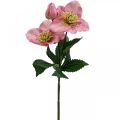 Floristik24 Rosa di Natale, rosa quaresimale, elleboro, piante artificiali rosa L34cm 4 pezzi