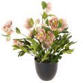 Floristik24 Pianta artificiale di elleboro in vaso, rosa di Natale, per decorazione domestica, 50 cm