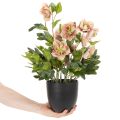 Pianta artificiale di elleboro in vaso, rosa di Natale, per decorazione domestica, 50 cm | Floristik24.it