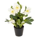Floristik24 Rosa natalizia artificiale, pianta in vaso, decorazione da tavolo, 34 cm