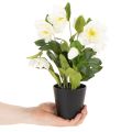 Rosa natalizia artificiale, pianta in vaso, decorazione da tavolo, 34 cm | Floristik24.it