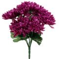 Floristik24 Melanzane crisantemo con 7 fiori