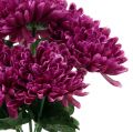 Floristik24 Melanzane crisantemo con 7 fiori