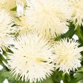 Fiore di crisantemo artificiale, mazzo bianco crema, ramo decorativo, grande 56 cm, 4 pezzi | Floristik24.it