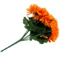 Floristik24 Crisantemo arancione con 7 fiori