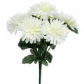 Floristik24 Crisantemo bianco con 7 fiori