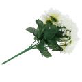 Floristik24 Crisantemo bianco con 7 fiori