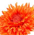 Floristik24 Crisantemo Teddy 63cm Arancione