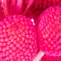 Mazzi di fiori secchi di Craspedia per composizioni floreali, 55 cm, 20 pezzi | Floristik24.it