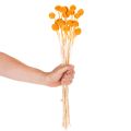 Bouquet di fiori secchi Craspedia, 55 cm, 20 pezzi | Floristik24.it