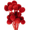 Floristik24 Fiori di Craspedia essiccati, tinti, con steli lunghi, 55 cm, 20 pezzi