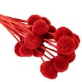 Fiori di Craspedia essiccati,