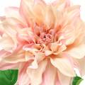 Floristik24 Dahlia rosa 62 cm