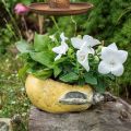 Floristik24 Pera decorativa, ceramica per decorare, autunno, vaso per piante L25cm H11cm