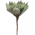 Floristik24 Deco fiore di loto, fiore di loto, fiore di seta verde L64cm