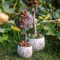 Muschio decorativo – vero muschio e lichene per composizioni floreali 250 g | Floristik24.it