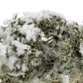 Floristik24 Decorativo grigio muschio coperto di neve 500g
