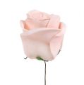 Floristik24 Deco rose mix bianco, rosa, crema Ø7,5cm 12p