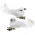 Floristik24 Coppia di colombe decorative Uccelli decorativi con clip bianco L5cm 4 pezzi