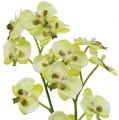 Floristik24 Mini orchidea verde chiaro con globo 30cm