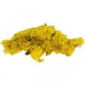 Floristik24 Muschio di renna giallo muschio Deco per artigianato giallo limone 500 g