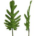 Floristik24 Lenzuola decorative Philodendron verde B11cm L34cm 6 pezzi