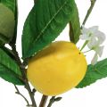 Floristik24 Ramo di limone decorativo con fiori e frutti H68cm