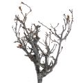 Floristik24 Rami decorativi rami decorativi in legno bonsai 15-30cm 650g