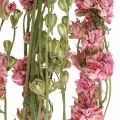 Floristik24 Delphinium di fiori secchi, Delphinium rosa, floristica secca L64cm 25g