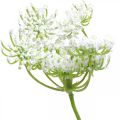 Floristik24 Fioritura di aneto, pianta artificiale, erbe artificiali verde, bianco L80cm