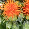 Cartamo arancione artificiale, fiore artificiale per vasi e decorazioni, 55 cm, 4 pezzi | Floristik24.it