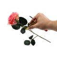 Floristik24 Estrattore di spine di rose con coltello