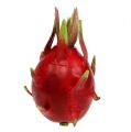 Floristik24 Dragon fruit 15cm rosso 1pc
