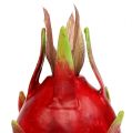 Floristik24 Dragon fruit 15cm rosso 1pc
