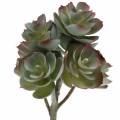 Floristik24 Succulente Echeveria verde scuro 21 cm 3 pezzi