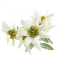 Floristik24 Fiore artificiale Edelweiss bianco floccato 38cm