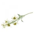 Floristik24 Fiore artificiale Edelweiss bianco floccato 38cm
