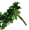 Floristik24 Viticcio di edera verde 70 cm