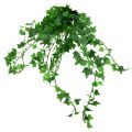 Floristik24 Appendiabiti Ivy verde 60cm