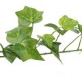 Floristik24 Ivy artificiale verde 90cm Pianta artificiale come vera!