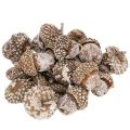 Floristik24 Ghiande, prodotto naturale decorativo, sbiancate, 1-3 cm, 300 g