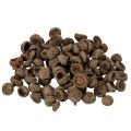 Floristik24 Tappi di ghianda naturali, ciotole decorative per l'autunno e l'Avvento, 2 cm, 300 g