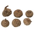 Tappi di ghianda naturali, ciotole decorative per l'autunno e l'Avvento, 2 cm, 300 g | Floristik24.it