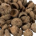Tappi di ghianda naturali, ciotole decorative per l'autunno e l'Avvento, 2 cm, 300 g | Floristik24.it